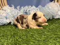 Pooh, a male Toy Australian Shepherd for sale in Plato, MO – Photo 3 of 8