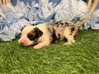 Pooh, a male Toy Australian Shepherd for sale in Plato, MO – Photo 7 of 8