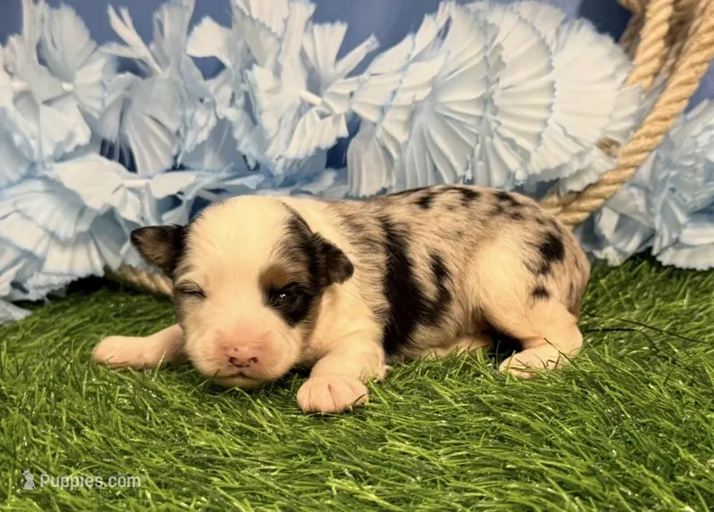 Pooh – Toy Australian Shepherd puppy for sale in Plato, MO