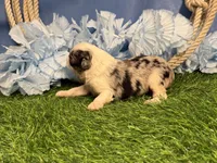 Pooh, a male Toy Australian Shepherd for sale in Plato, MO – Photo 6 of 8