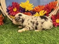 Chase, a male Toy Australian Shepherd for sale in Plato, MO – 4 of 9