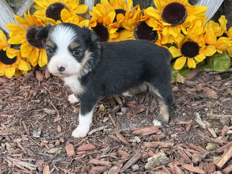 Callie (weighs 1lb @ 4wks) – Toy Australian Shepherd puppy for sale in Plato, MO