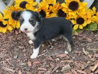 Callie (weighs 1lb @ 4wks), a female Toy Australian Shepherd for sale in Plato, MO – 1 of 10