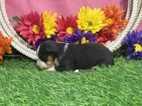 Callie (little), a female Toy Australian Shepherd for sale in Plato, MO – 8 of 9