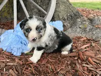 Reese, a male Miniature Australian Shepherd for sale in Plato, MO – Photo 5 of 10