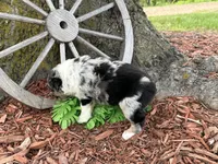 Reese (Video on Website), a male Miniature Australian Shepherd for sale in Plato, MO – 10 of 10