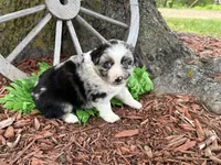 Reese (Video on Website), a male Miniature Australian Shepherd for sale in Plato, MO – 8 of 10