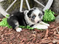 Reese (Video on Website), a male Miniature Australian Shepherd for sale in Plato, MO – 6 of 10