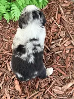 Reese (Video on Website), a male Miniature Australian Shepherd for sale in Plato, MO – 5 of 10