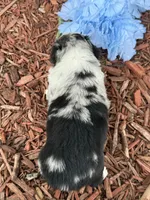 Reese, a male Miniature Australian Shepherd for sale in Plato, MO – Photo 3 of 10