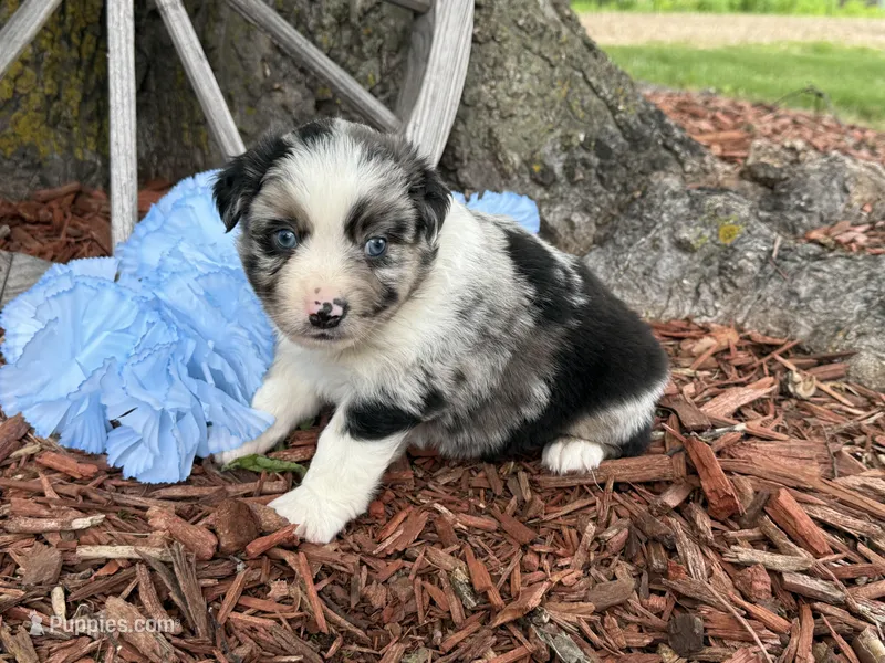 Reese – Miniature Australian Shepherd puppy for sale in Plato, MO