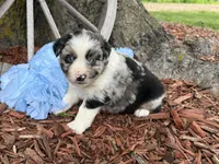 Reese, a male Miniature Australian Shepherd for sale in Plato, MO – Photo 1 of 10