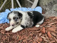 Reese, a male Miniature Australian Shepherd for sale in Plato, MO – Photo 6 of 10