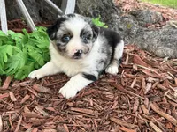 Reese (Video on Website), a male Miniature Australian Shepherd for sale in Plato, MO – 9 of 10