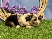 Reeses, a male Miniature Australian Shepherd for sale in Plato, MO – Photo 3 of 3