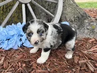 Reese, a male Miniature Australian Shepherd for sale in Plato, MO – Photo 9 of 10