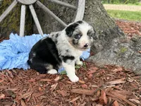 Reese, a male Miniature Australian Shepherd for sale in Plato, MO – Photo 10 of 10
