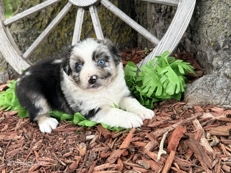 Reese (Video on Website) – Miniature Australian Shepherd puppy for sale in Plato, MO