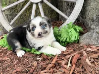 Reese (Video on Website), a male Miniature Australian Shepherd for sale in Plato, MO – 1 of 10