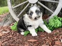 Reese (Video on Website), a male Miniature Australian Shepherd for sale in Plato, MO – 3 of 10