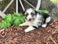 Reese (Video on Website), a male Miniature Australian Shepherd for sale in Plato, MO – 2 of 10