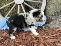 Reese, a male Miniature Australian Shepherd for sale in Plato, MO – Photo 8 of 10