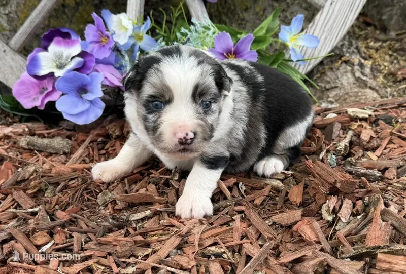 Reeses – Miniature Australian Shepherd puppy for sale in Plato, MO
