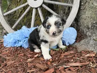Reese, a male Miniature Australian Shepherd for sale in Plato, MO – Photo 2 of 10