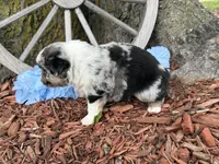 Reese, a male Miniature Australian Shepherd for sale in Plato, MO – Photo 7 of 10