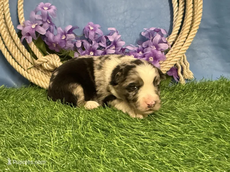 Reeses – Miniature Australian Shepherd puppy for sale in Plato, MO