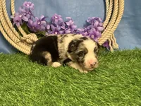 Reeses, a male Miniature Australian Shepherd for sale in Plato, MO – Photo 1 of 3