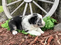 Reese (Video on Website), a male Miniature Australian Shepherd for sale in Plato, MO – 7 of 10