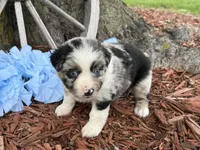 Reese, a male Miniature Australian Shepherd for sale in Plato, MO – Photo 4 of 10