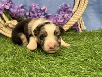 Reeses, a male Miniature Australian Shepherd for sale in Plato, MO – Photo 2 of 3