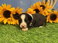 Timber, a male Toy Australian Shepherd for sale in Plato, MO – 5 of 9