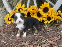 Callie (weighs 1lb @ 4wks), a female Toy Australian Shepherd for sale in Plato, MO – 8 of 10