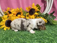 Lola, a female Toy Australian Shepherd for sale in Plato, MO – 7 of 8