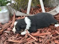 Meggie, a female Toy Australian Shepherd for sale in Plato, MO – Photo 3 of 10