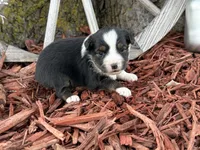 Meggie, a female Toy Australian Shepherd for sale in Plato, MO – Photo 4 of 10