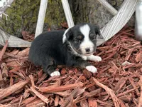 Meggie, a female Toy Australian Shepherd for sale in Plato, MO – Photo 8 of 10