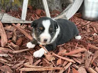 Meggie, a female Toy Australian Shepherd for sale in Plato, MO – Photo 2 of 10
