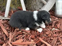 Meggie, a female Toy Australian Shepherd for sale in Plato, MO – Photo 9 of 10