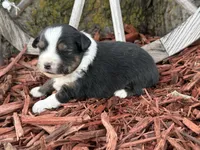 Meggie, a female Toy Australian Shepherd for sale in Plato, MO – Photo 1 of 10
