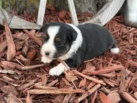 Meggie, a female Toy Australian Shepherd for sale in Plato, MO – Photo 10 of 10