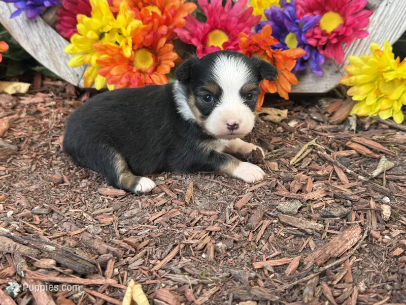 Callie (little) – Toy Australian Shepherd puppy for sale in Plato, MO