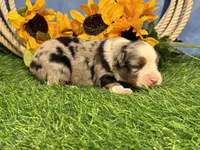 Lincoln, a male Toy Australian Shepherd for sale in Plato, MO – 8 of 8