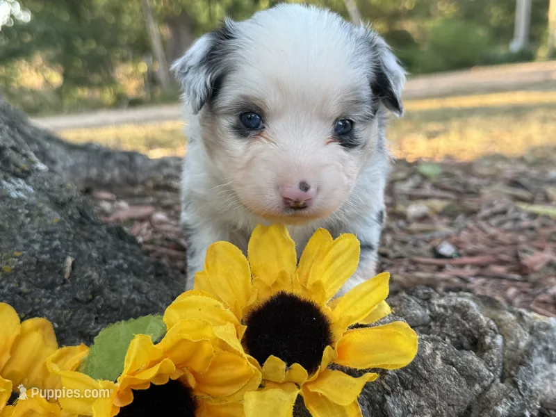 Chase – Toy Australian Shepherd puppy for sale in Plato, MO