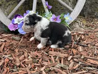 Tic-Tac, a male Miniature Australian Shepherd for sale in Plato, MO – Photo 6 of 9