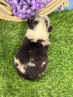 Tic-Tac, a male Miniature Australian Shepherd for sale in Plato, MO – Photo 3 of 7