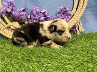 Tic-Tac, a male Miniature Australian Shepherd for sale in Plato, MO – Photo 6 of 7